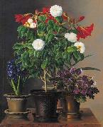 Camelias, amaryllis, hyacinth and violets in ornamental pots on a marble ledge